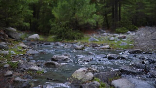 Flowing water in a forest with rocks and greenery during daytime