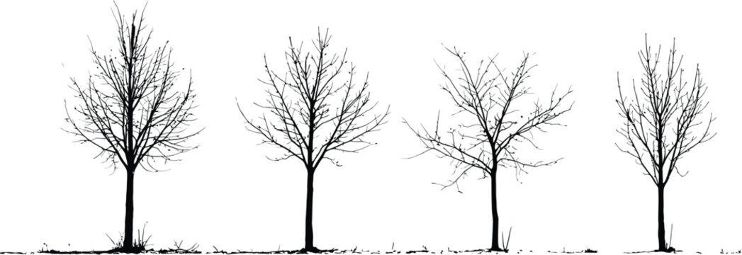 Bare Tree Silhouettes Against White Background Four Deciduous Trees