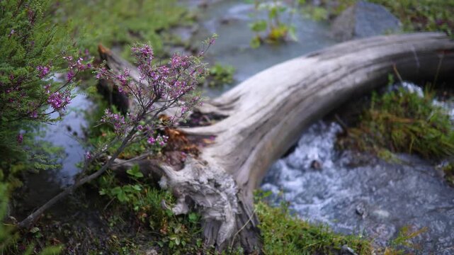 Wooden log in a stream with pink flowers and green plants in a forest setting during the day