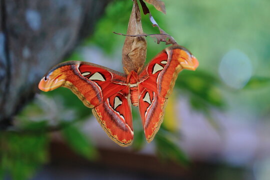 big butterfly on flower