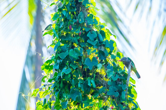 birds eating abstract background with green leaves