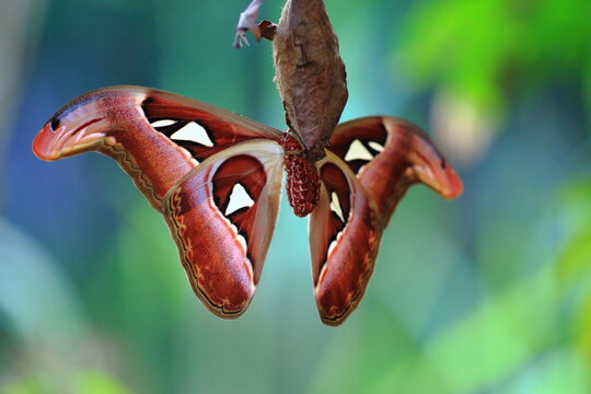 big butterfly on flower
