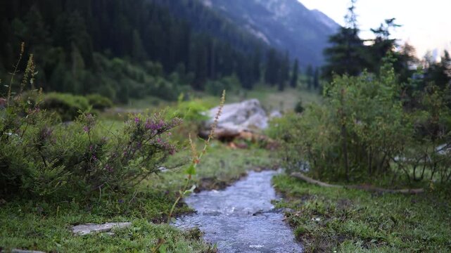 Exploring a mountain stream in a lush valley surrounded by trees and hills during the early evening hours