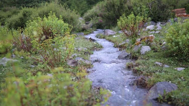 Nature stream flows through greenery in a mountain area during day time