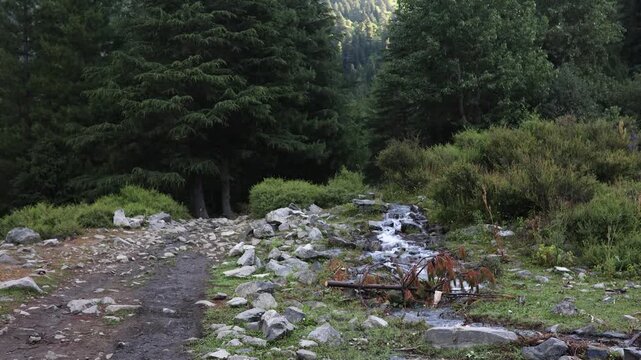 Exploring a rocky trail by a stream in a forested area during a sunny day