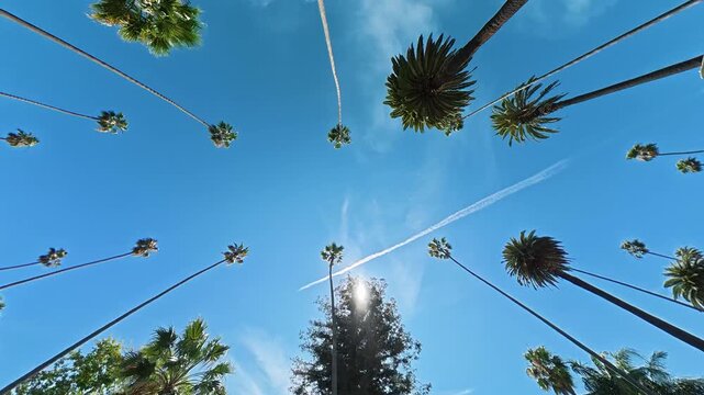 Tall palm trees rising above Beverly Hills Los Angeles California, Upward moving view of tropical crowns sunlight and aircraft trails in blue sky