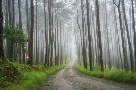 A cloud forest in the Tiga forest on north of Thailand 