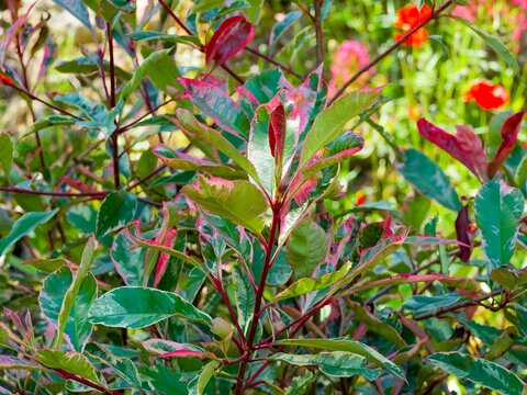 Photinia x fraseri 'Pink Marble' or Christmas berry 'Cassini'. Ornamental variegated shrub adorned with dark green leaves, white margined, becoming red with shocking-pink variegation in spring
