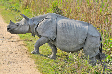 The Indian rhinoceros (Rhinoceros unicornis), also known as the greater one-horned rhinoceros, great Indian rhinoceros or Indian rhino species native to the Indian subcontinent in Kaziranga © robnaw