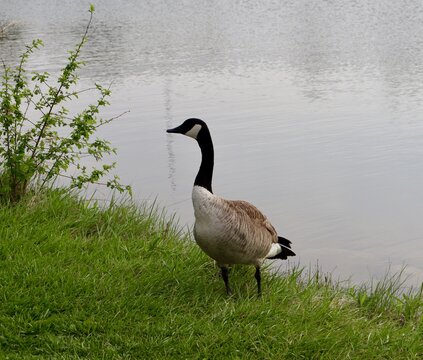 A close view of the goose in the grass.