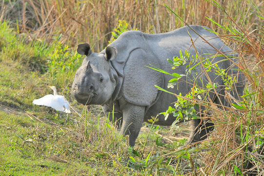 The Indian rhinoceros (Rhinoceros unicornis), also known as the greater one-horned rhinoceros, great Indian rhinoceros or Indian rhino species native to the Indian subcontinent in Kaziranga