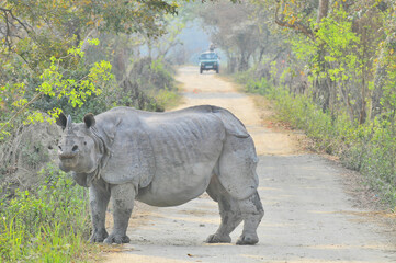 The Indian rhinoceros (Rhinoceros unicornis), also known as the greater one-horned rhinoceros, great Indian rhinoceros or Indian rhino species native to the Indian subcontinent in Kaziranga © robnaw