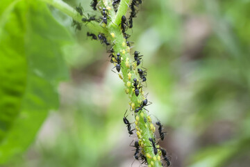 Obraz premium Black ant colony feeding on green aphid covered plant stem under soft natural light, close up macro showing texture and interaction