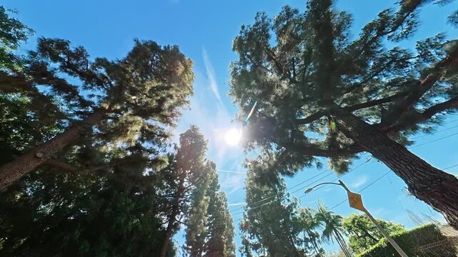 Towering evergreen and tropical trees in Beverly Hills Los Angeles, Upward moving view of sunlit treetops against a clear blue California sky