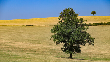 Obraz premium arbre isolé