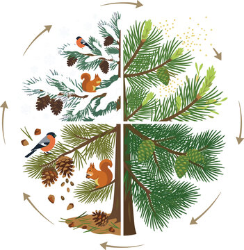 Pine tree seasonal life cycle diagram with forest wildlife and pinecones vector