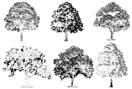 Architectural Vector Trees in Elevation and Plan View with Red Maple and Beech Isolated on Transparent Background