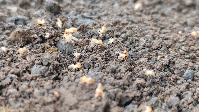 Close-up view of an exposed termite colony with castes of workers and soldiers actively fighting against black ants