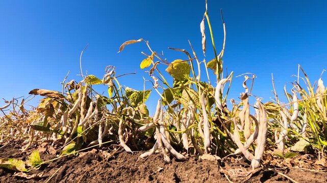 Long bean pods with dried stems and leaves.