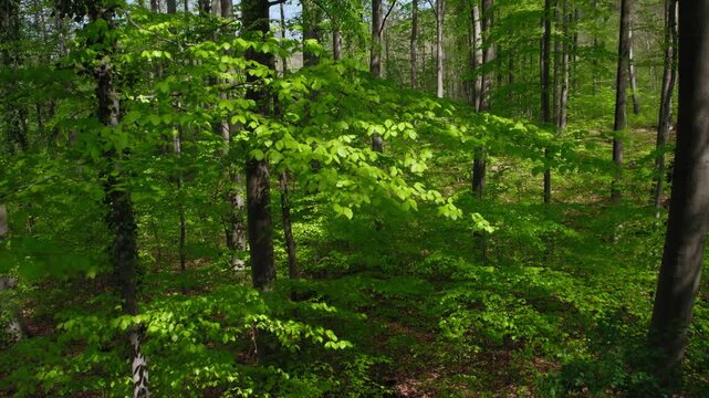 Moving forward over the fresh green branches of a beech tree in a sunny forest in spring