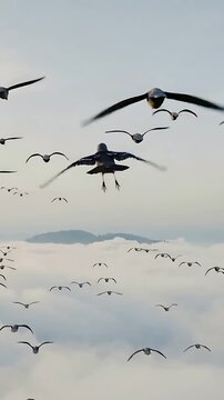Vertical video: Spreading wings, seabird launching from leafy branch above clouds, joining flock