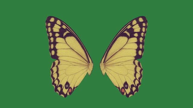 yellow butterfly green screen animated chromakey composition layers creative emotion elements illustration motion backgrounds scene figure design style colorful