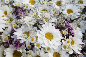Obraz premium daisies, floral background, beautiful bouquet of flowers