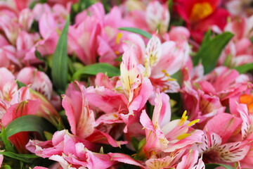 Obraz premium floral background, beautiful bouquet of flowers