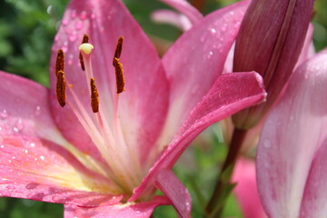 Fototapeta premium Pink lilies with raindrops bloom in the garden