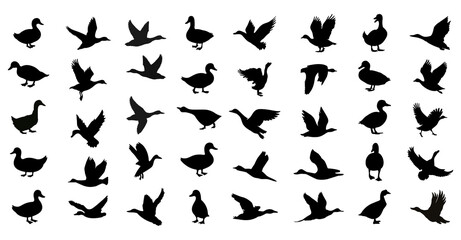 Fototapeta premium Duck silhouettes collection in various flying and standing active poses (png)