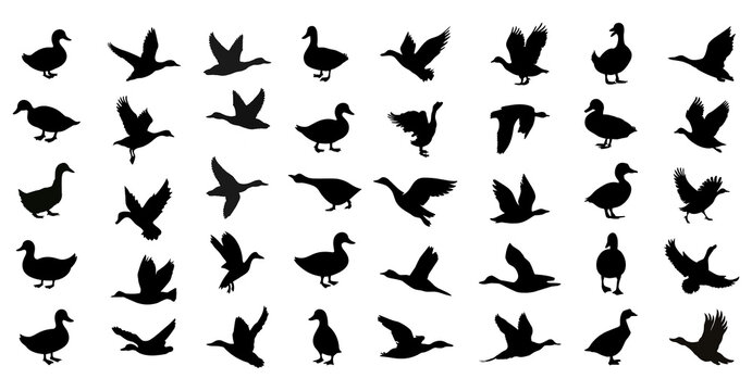 Duck silhouettes collection in various flying and standing active poses (png)