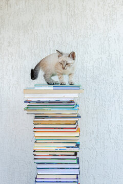 cute little gray kitten climbed onto a tall stack of books. Curiosity. Interest. A reading recommendation. Life with a beloved pet.