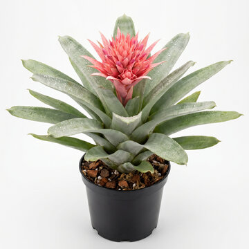 Aechmea Pink Star bromeliad with pink flower spike and silver green foliage in black nursery pot, blooming urn plant on white background