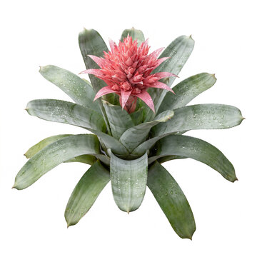Aechmea Pink Star bromeliad with pink pyramidal flower spike and silver banded leaves, blooming urn plant isolated on white background