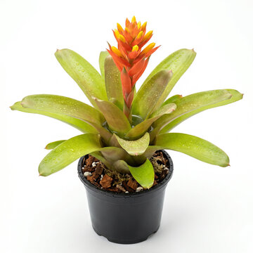 Aechmea Orange Torch bromeliad with orange yellow flower spike in black nursery pot, blooming potted indoor houseplant on white background