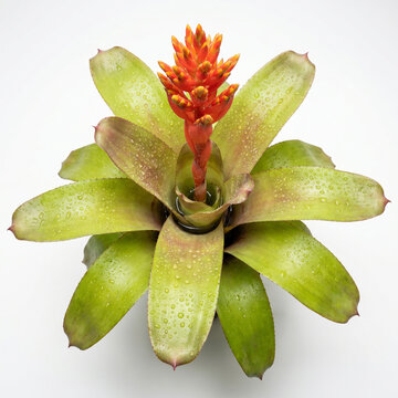 Aechmea Orange Torch bromeliad with orange flower spike and green leaf rosette, top view blooming houseplant isolated on white background
