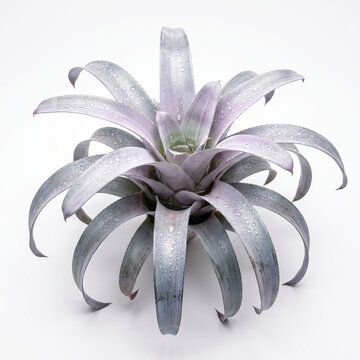 Aechmea Malva bromeliad with silvery lavender frosted arching leaves, ornamental urn plant isolated on white background houseplant