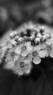 Physocarpus amurensis black and white macro