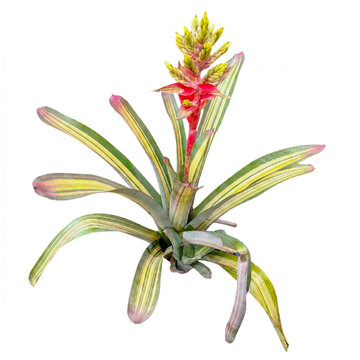 Aechmea Harvey's Pride bromeliad in bloom with coral pink flower spike and cream green striped leaves, vivarium houseplant isolated on white background