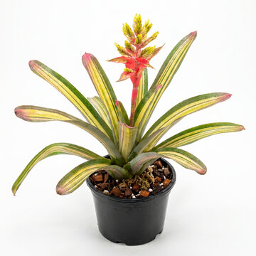 Flowering Aechmea Harvey's Pride bromeliad with pink yellow inflorescence and variegated leaves in nursery pot for terrarium, isolated on white background