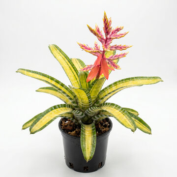 Flowering Aechmea Vista bromeliad with pink red inflorescence and yellow green variegated leaves in nursery pot for paludarium, on white background