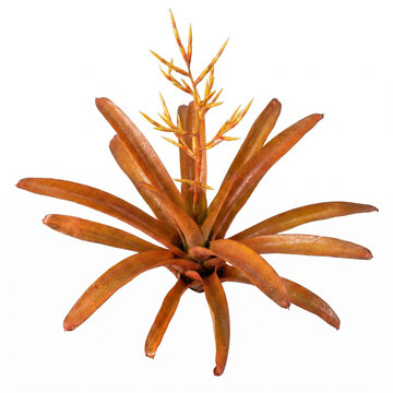 Aechmea blanchetiana bromeliad top view with bronze orange rosette and yellow branched flower spike, vivarium terrarium plant on white background