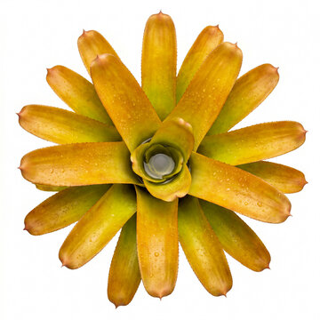 Aechmea blanchetiana bromeliad top view with glowing orange yellow rosette and water filled cup, tropical terrarium plant isolated on white background