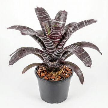 Potted Aechmea chantinii Black bromeliad with dark burgundy and silver zebra banded leaves in nursery pot for vivarium and terrarium, on white background