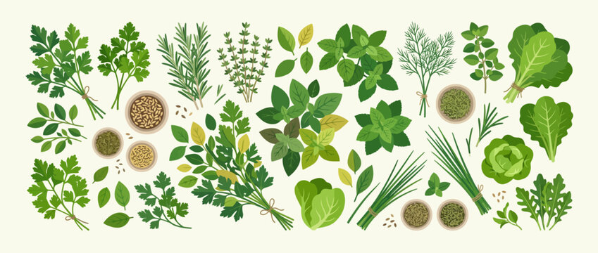 Collection of Various Fresh Green Herbs and Spices.