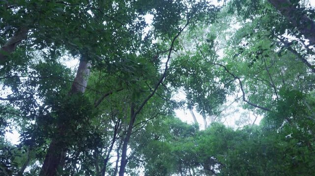 Cinematic slow tilt down from a dense rainforest canopy to the wind-swept forest floor in Minnamurra Rainforest on South Coast of New South Wales, Australia. Lush native vegetation & moving foliage 