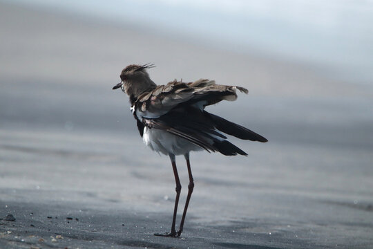 Curious Black-winged Stilt Preening on a Misty Beach