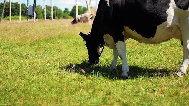 Cow grazing in a green summer meadow. Black and white cattle eating fresh grass on a sunny day. Agriculture, livestock farming and rural nature life concept.