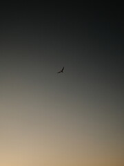 Minimal evening sky in Ibiza with a single bird silhouette, soft warm gradient, negative © Mikhail