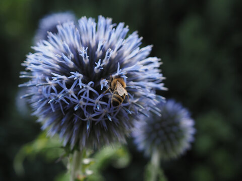 Honigbiene auf einer Kugeldistel